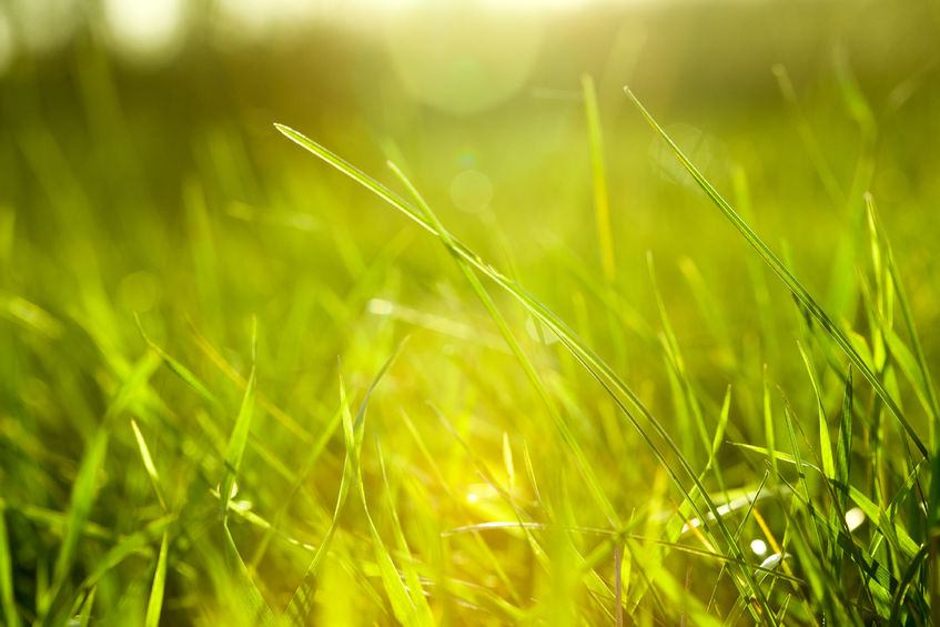 Tips for Spring Lawn Care - Canadian University Real Estate